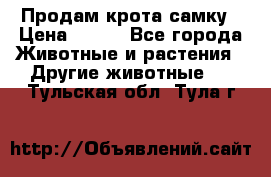 Продам крота самку › Цена ­ 200 - Все города Животные и растения » Другие животные   . Тульская обл.,Тула г.